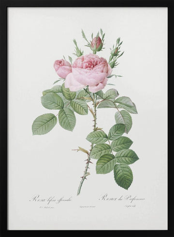 Rosa Bifera Officinalis,les Roses (1817–1824) | Poster - Black Metal Frame Interior