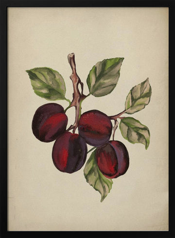 Ripe Plum Branch | Poster - Black Metal Frame Interior