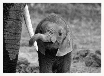 Curious Baby Elephant | Poster - White Frame Interior