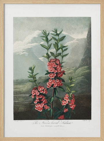 The Narrow–Leaved Kalmia from The Temple of Flora (1807) | Poster - Wood Frame Interior