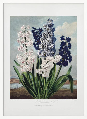 Hyacinths from The Temple of Flora (1807) | Poster - White Frame Interior