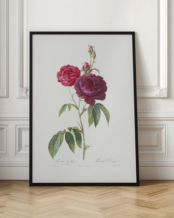 Purple French Rose, Les Roses (1817–1824) | Poster - Room Interior 1