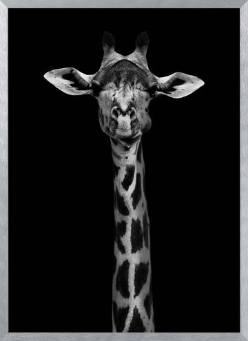 Elegant Giraffe Portrait | Poster - Silver Frame Interior