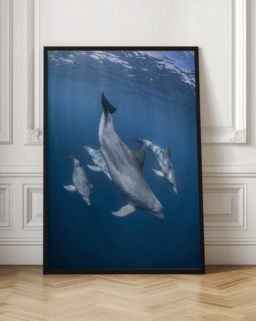 Graceful Dolphins Blue Depths | Poster - Room Interior 1
