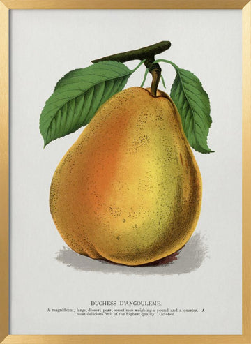 Duchess D'angouleme Pear Lithograph | Poster - Gold Frame Interior