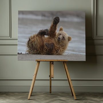 Playful Grizzly Cub | Canvas - Room Interior 1