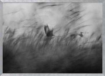 Misty Flight Through Reeds | Poster - Silver Frame Interior