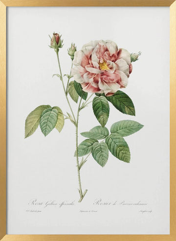 Rosa Gallica (1817–1824), Les Rose | Poster - Gold Frame Interior