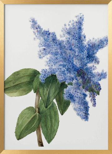 California Lilac (1935) | Poster - Gold Frame Interior