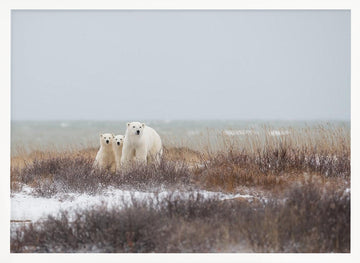 Polar Bear Family Winter | Poster - White Frame Interior