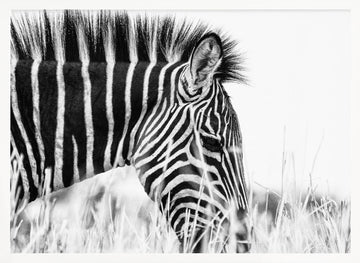 Monochrome Zebra Grace | Poster - White Frame Interior
