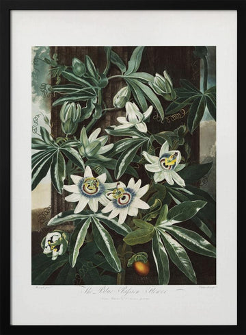 The Passiflora Cerulea from The Temple of Flora (1807) | Poster - Black Metal Frame Interior