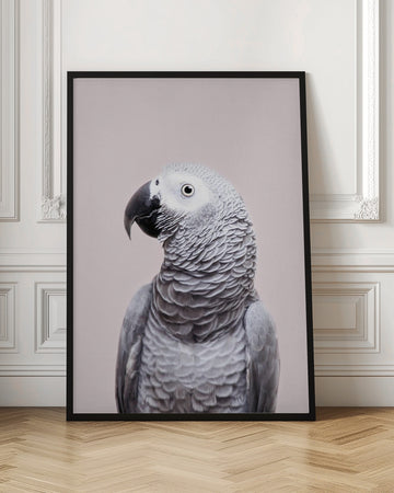 African Grey | Poster - Room Interior 1