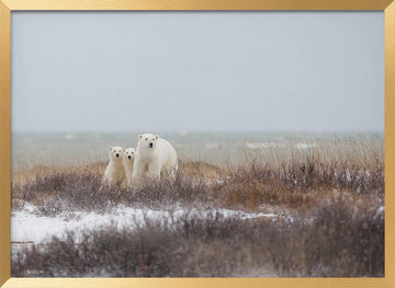 Polar Bear Family Winter | Poster - Gold Frame Interior