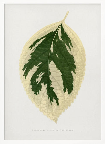 Hydrangea Japonica Variegata Leaf Illustration | Poster - White Frame Interior
