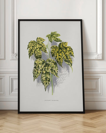 Abutilon Thompsoni Leaf Illustration | Poster - Room Interior 1