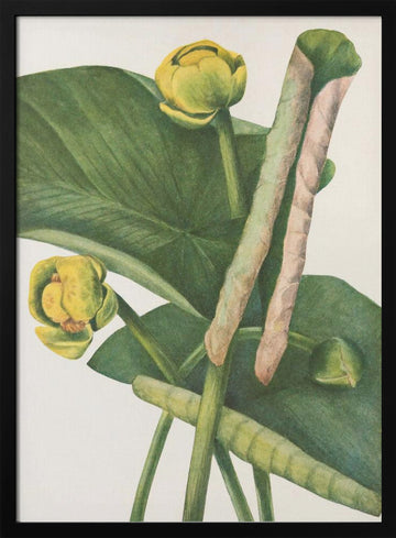 Spatterdock From North American Wildflowers (1925) By Mary Vaux Walcott. | Poster - Black Metal Frame Interior