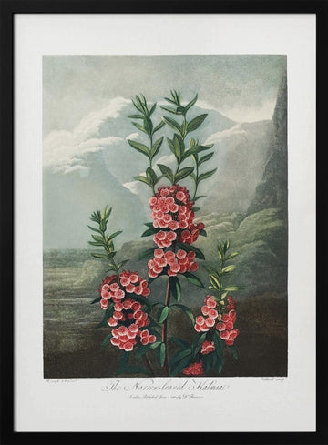 The Narrow–Leaved Kalmia from The Temple of Flora (1807) | Poster - Black Metal Frame Interior
