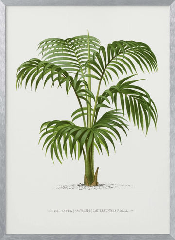 Kentia Vii | Poster - Silver Frame Interior