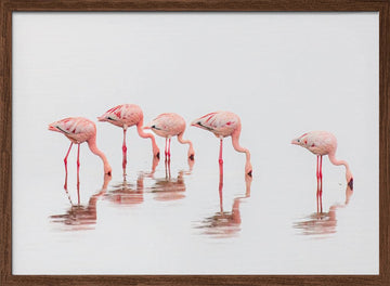 Wading Pink Flamingos | Poster - Walnut Frame Interior