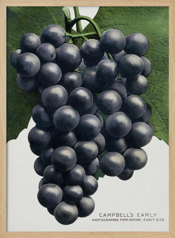 Campbell's Early Grape Lithograph | Poster - Wood Frame Interior