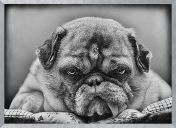 Grumpy Pug Portrait | Poster - Silver Frame Interior