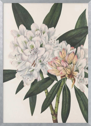 Rosebay Rhododendron From North American Wildflowers (1925) By Mary Vaux Walcott. | Poster - Silver Frame Interior