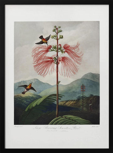 Large–Flowering Sensitive Plant from The Temple of Flora (1807) | Poster - Black Metal Frame Interior