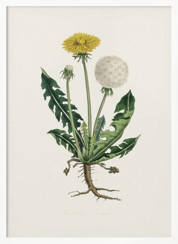 Leontodon Taraxacuma Medical Botany | Poster - White Frame Interior