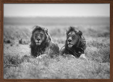Two Majestic Lions | Poster - Walnut Frame Interior