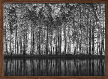 Black White Forest Reflections | Poster - Walnut Frame Interior