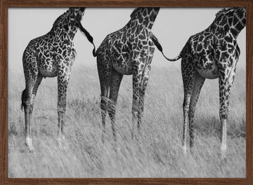 Three Playful Giraffes | Poster - Walnut Frame Interior