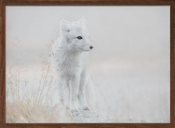 Serene Arctic Fox | Poster - Walnut Frame Interior