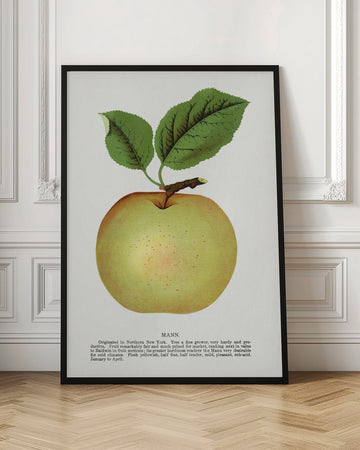 Mann Apple Lithograph | Poster - Room Interior 1