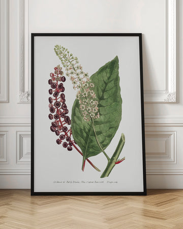 Phytolacca Decandra 1806 Flower Garden Displayed By Francis Sansom | Poster - Room Interior 1