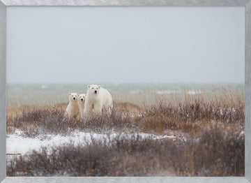 Polar Bear Family Winter | Poster - Silver Frame Interior