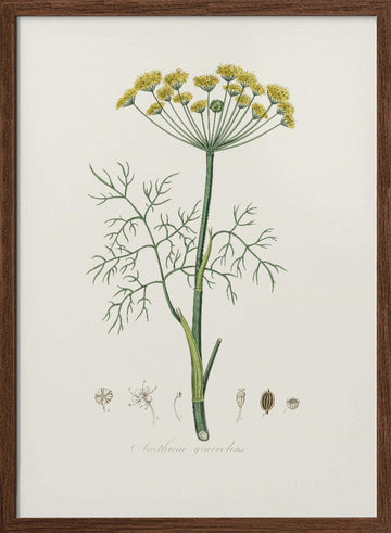 Dill (anethum Graveolens)  Medical Botany | Poster - Walnut Frame Interior