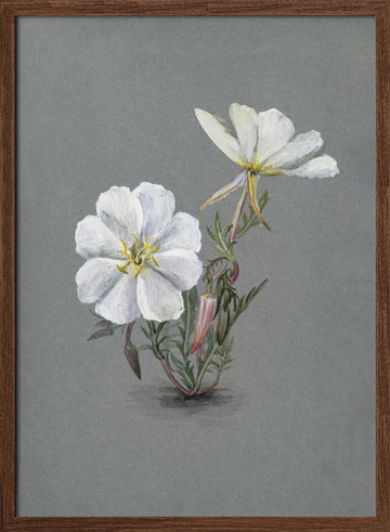 Giant Helleborine (1880) | Poster - Walnut Frame Interior