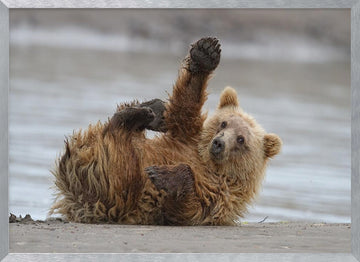 Playful Grizzly Cub | Poster - Silver Frame Interior