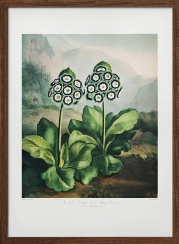 A Group of Auriculas from The Temple of Flora 2 (1807) | Poster - Walnut Frame Interior