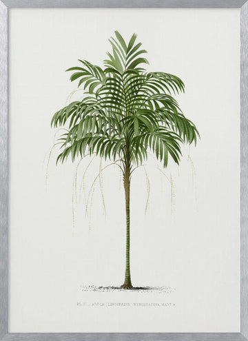 Ii Areca Monostachya | Poster - Silver Frame Interior