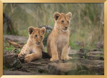 Two Adorable Lion Cubs | Poster - Gold Frame Interior