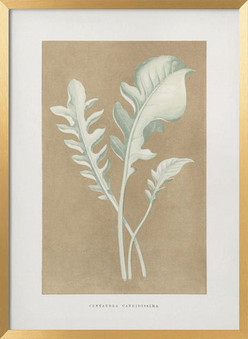 Centaurea Candidissima Leaf Illustration | Poster - Gold Frame Interior