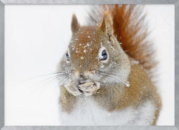 Red Squirrel In Snow | Poster - Silver Frame Interior