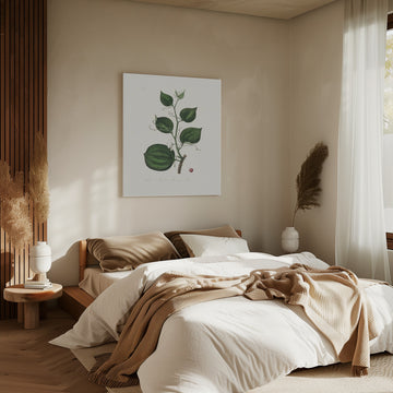 Lmilax Larsaparilla  Medical Botany | Canvas - Room Interior 2