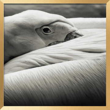 Calm Pelican Close-up | Poster - Gold Frame Interior
