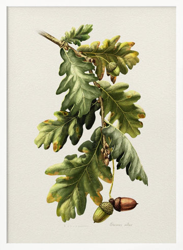 Botanical Oak Acorns | Poster - White Frame Interior