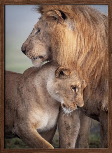 Lions in Love | Poster - Walnut Frame Interior