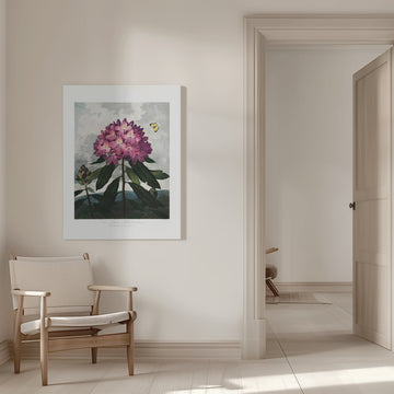 The Pontic Rhododendron from The Temple of Flora (1807) | Canvas - Room Interior 1