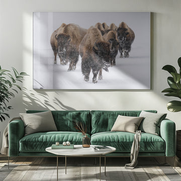 Winter Bison Herd | Poster - Room Interior 1